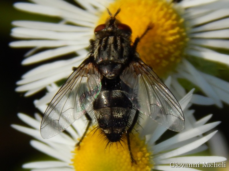 fam. Tachinidae